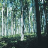 δάσος φυλλοβόλων