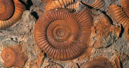 απολιθώματα