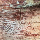 Κορμός δένδρου με σκώρο