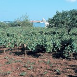 Vineyard on terra rossa soil