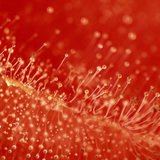 Μουχλιασμένη ντομάτα