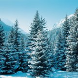 Spruce forest in winter