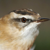 Καρηκοποταμίδα