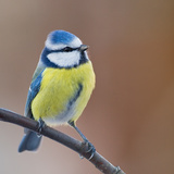 Eurasian blue tit