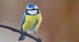 Eurasian blue tit