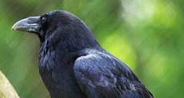 Κόρακας