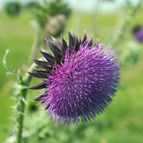 Musk thistle