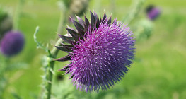 Musk thistle