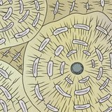 Οστίτης ιστός