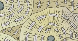 Οστίτης ιστός