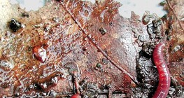 Γεωσκώληκας