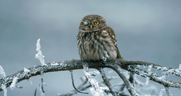 Little owl