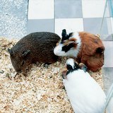 Guinea pigs