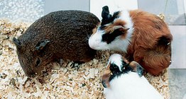 Guinea pigs