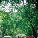 πλάτανος σφενδαμόφυλλος