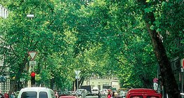 πλάτανος σφενδαμόφυλλος