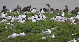 Black-headed gulls and cormorants