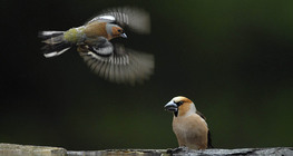 Common chaffinch (left) and Hawfinch
