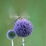 Ant lion on Small globe thistle