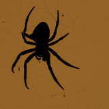 αράχνη διαδηματοφόρος