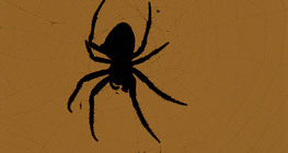 αράχνη διαδηματοφόρος