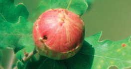 Βομβύκιο εντόμου