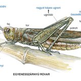 Egyenesszárnyú felépítése