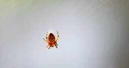 Αραχνοΰφαντο