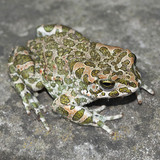 European green toad
