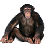 Μπαμπουίνος