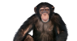 Μπαμπουίνος