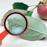 Examining the leaf of an apple tree