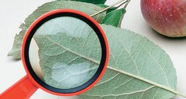 Examining the leaf of an apple tree