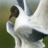 Black-headed gulls mating