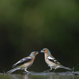 Common chaffinches