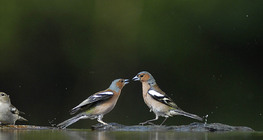 Common chaffinches