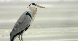 Grey heron on ice
