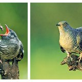 Bird feeding a greedy cuckoo chick. Young cuckoo waiting to be fed