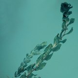 Ποταμογείτων