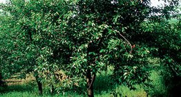 Cherry tree