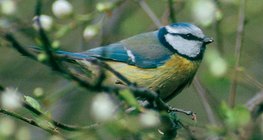 Eurasian blue tit