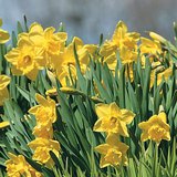 Wild daffodils