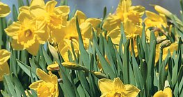 Wild daffodils
