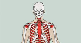 Formation places of blood cells