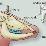 A szarvasmarha fogazata