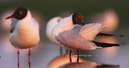 Black-headed gulls
