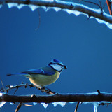 Blue tit on icy branch