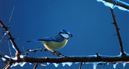 Blue tit on icy branch