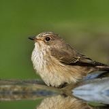 κηποτσιροβάκος