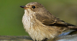 κηποτσιροβάκος